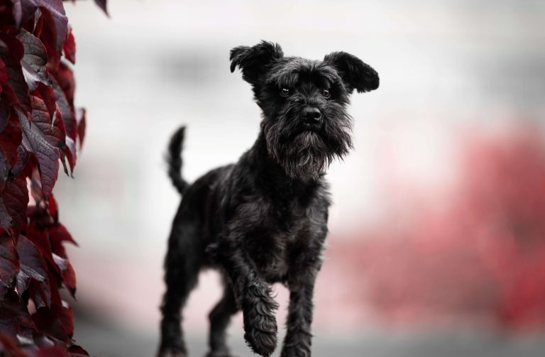 Zwergschnauzer Hund Fotografin Jenny Monke